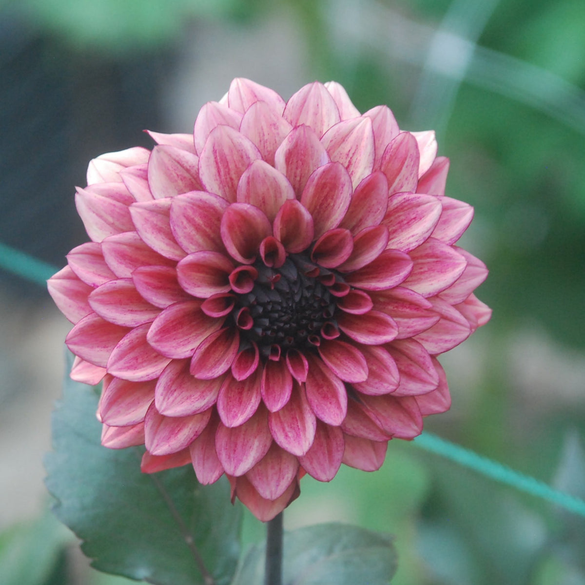 night-silence-rooted-cutting-the-backyard-dahlia