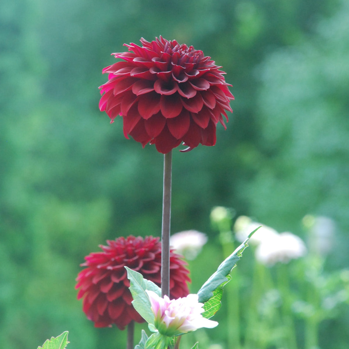 River's Rosebud Rooted Cutting Limit One – The Backyard Dahlia