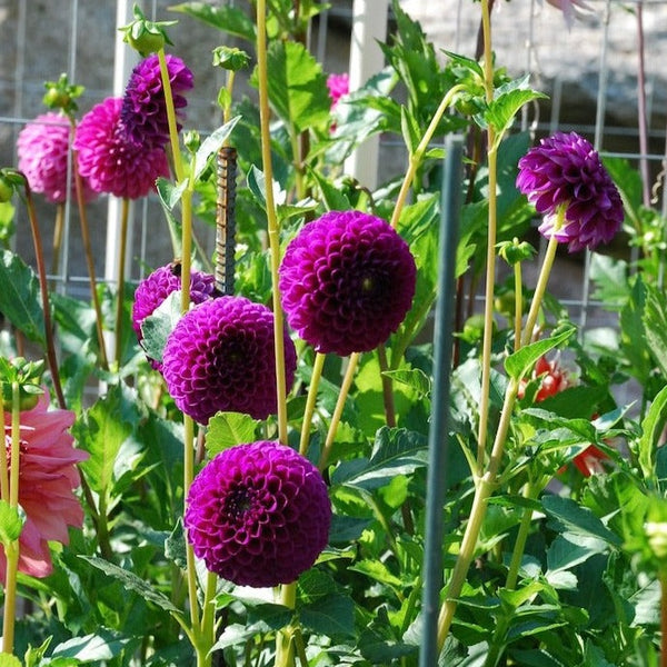 Chimacum Del Blomma Tuber