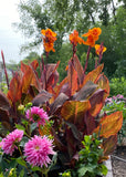 Canna Tropicanna. 2 Rhizomes