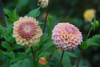 Bracken Rose Tuber