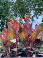 Canna Tropicanna. 2 Rhizomes