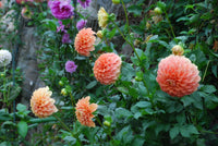 Bracken Palomino Tuber