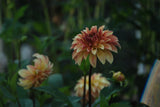 Irish Pinwheel Tuber